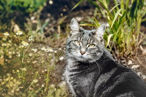 haustiere-tiere-tierfotos-fotoshooting-mannheim-ludwigshafen-natalie-schampaul-30.jpg