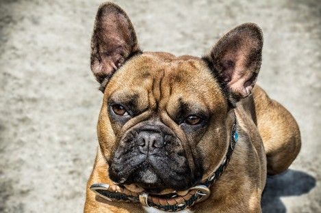 haustiere-tiere-tierfotos-fotoshooting-mannheim-ludwigshafen-natalie-schampaul-34.jpg