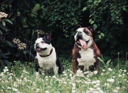haustiere-tiere-tierfotos-fotoshooting-mannheim-ludwigshafen-natalie-schampaul-36.jpg