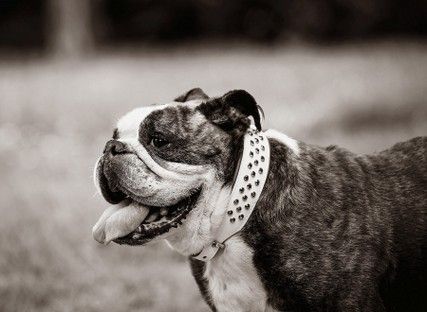 haustiere-tiere-tierfotos-fotoshooting-mannheim-ludwigshafen-natalie-schampaul-37.jpg