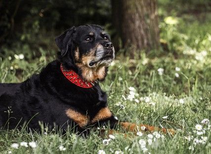 haustiere-tiere-tierfotos-fotoshooting-mannheim-ludwigshafen-natalie-schampaul-39.jpg