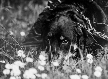haustiere-tiere-tierfotos-fotoshooting-mannheim-ludwigshafen-natalie-schampaul-42.jpg