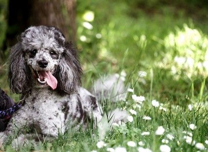 haustiere-tiere-tierfotos-fotoshooting-mannheim-ludwigshafen-natalie-schampaul-44.jpg