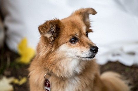 haustiere-tiere-tierfotos-fotoshooting-mannheim-ludwigshafen-natalie-schampaul-66.jpg