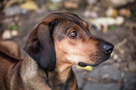 haustiere-tiere-tierfotos-fotoshooting-mannheim-ludwigshafen-natalie-schampaul-68.jpg