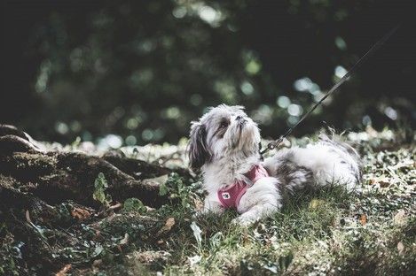 haustiere-tiere-tierfotos-fotoshooting-mannheim-ludwigshafen-natalie-schampaul-69.jpg