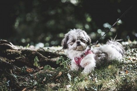 haustiere-tiere-tierfotos-fotoshooting-mannheim-ludwigshafen-natalie-schampaul-70.jpg