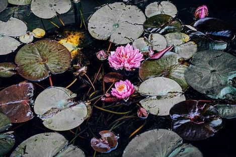 flora-floral-flowers-blumen-natur-landschaft-makro-fotografie-natalie-schampaul-10.jpg