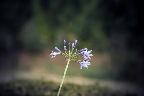 flora-floral-flowers-blumen-natur-landschaft-makro-fotografie-natalie-schampaul-105.jpg