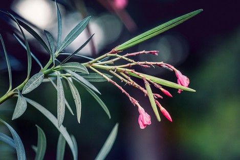 flora-floral-flowers-blumen-natur-landschaft-makro-fotografie-natalie-schampaul-20.jpg