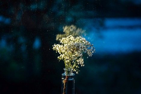 flora-floral-flowers-blumen-natur-landschaft-makro-fotografie-natalie-schampaul-30.jpg
