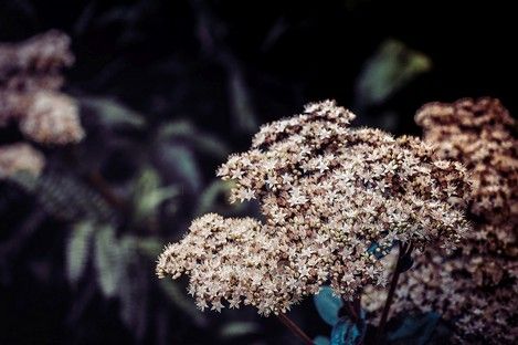 flora-floral-flowers-blumen-natur-landschaft-makro-fotografie-natalie-schampaul-36.jpg
