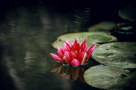 flora-floral-flowers-blumen-natur-landschaft-makro-fotografie-natalie-schampaul-4.jpg