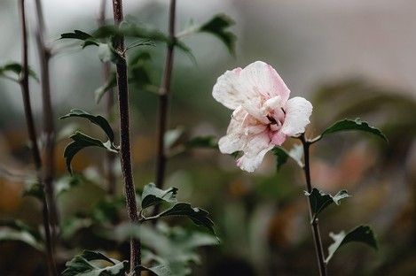 flora-floral-flowers-blumen-natur-landschaft-makro-fotografie-natalie-schampaul-50.jpg