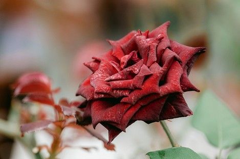 flora-floral-flowers-blumen-natur-landschaft-makro-fotografie-natalie-schampaul-51.jpg