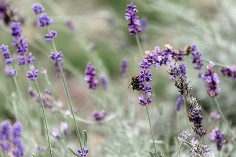 flora-floral-flowers-blumen-natur-landschaft-makro-fotografie-natalie-schampaul-52.jpg