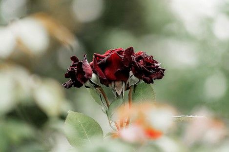 flora-floral-flowers-blumen-natur-landschaft-makro-fotografie-natalie-schampaul-59.jpg