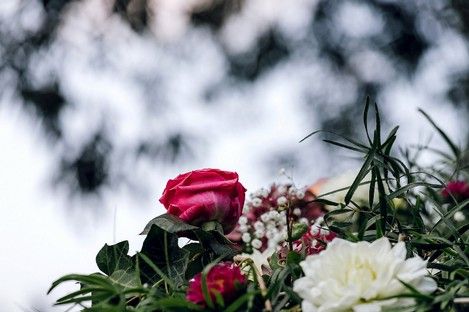 flora-floral-flowers-blumen-natur-landschaft-makro-fotografie-natalie-schampaul-62.jpg