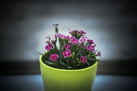 flora-floral-flowers-blumen-natur-landschaft-makro-fotografie-natalie-schampaul-66.jpg