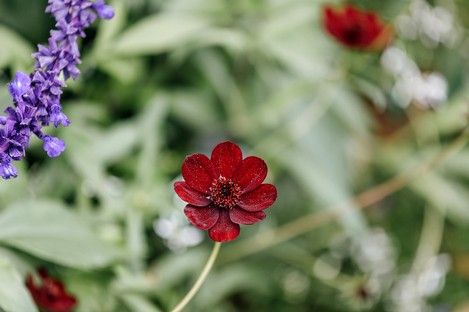 flora-floral-flowers-blumen-natur-landschaft-makro-fotografie-natalie-schampaul-77.jpg