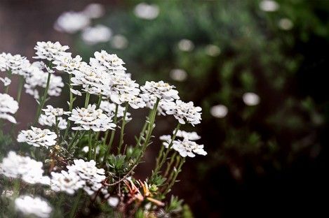 flora-floral-flowers-blumen-natur-landschaft-makro-fotografie-natalie-schampaul-79.jpg