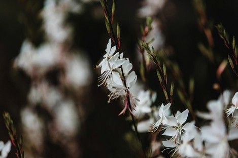flora-floral-flowers-blumen-natur-landschaft-makro-fotografie-natalie-schampaul-94.jpg