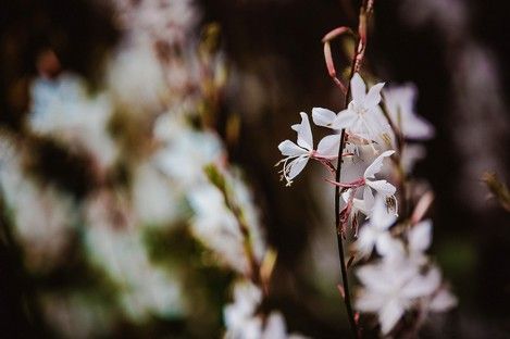 flora-floral-flowers-blumen-natur-landschaft-makro-fotografie-natalie-schampaul-97.jpg