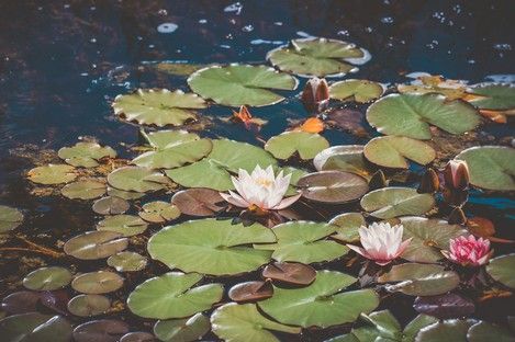 flowers-natur-flora-blumen-fotografie-fotos-natalie-schampaul-4.jpg