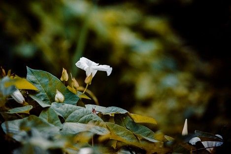 fotografie-natur-outdoor-flowers-flora-blumen-natalie-schampaul-15.jpg