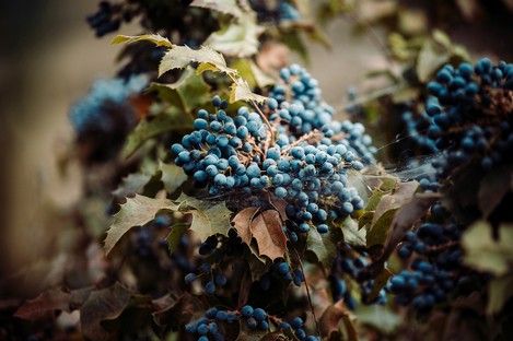 fotografie-natur-outdoor-flowers-flora-blumen-natalie-schampaul-19.jpg