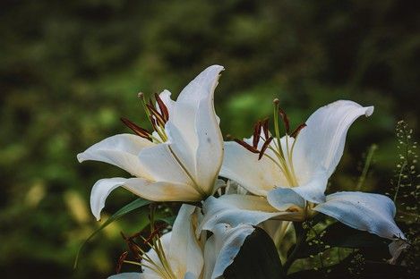 fotografie-natur-outdoor-flowers-flora-blumen-natalie-schampaul-24.jpg