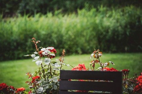 fotografie-natur-outdoor-flowers-flora-blumen-natalie-schampaul-26.jpg