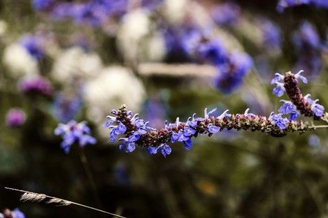 natur-blumen-flora-fotografie-fotografin-natalie-schampaul-5.jpg