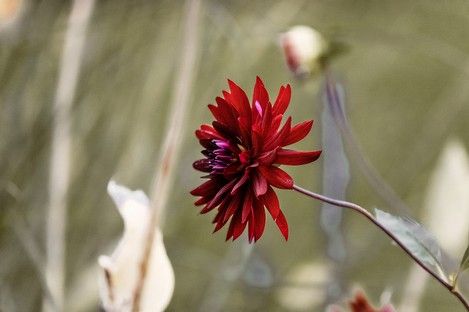 natur-blumen-flora-fotografie-fotografin-natalie-schampaul-8.jpg