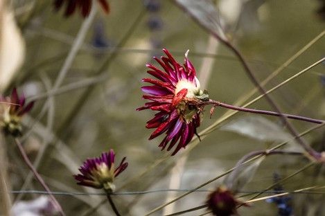natur-blumen-flora-fotografie-fotografin-natalie-schampaul-9.jpg