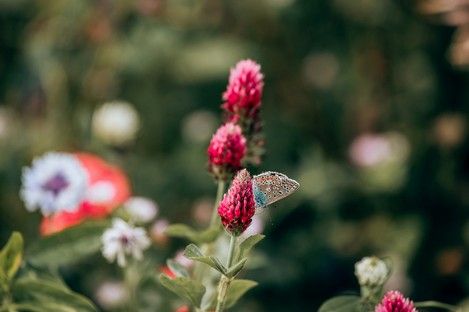 natur-landschaft-makro-insekten-sommer-fotos-fotografie-natalie-schampaul-12.jpg