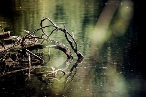natur-landschaft-makro-insekten-sommer-fotos-fotografie-natalie-schampaul-127.jpg