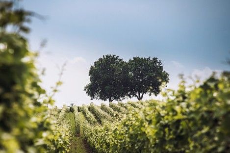 natur-landschaft-makro-insekten-sommer-fotos-fotografie-natalie-schampaul-4.jpg