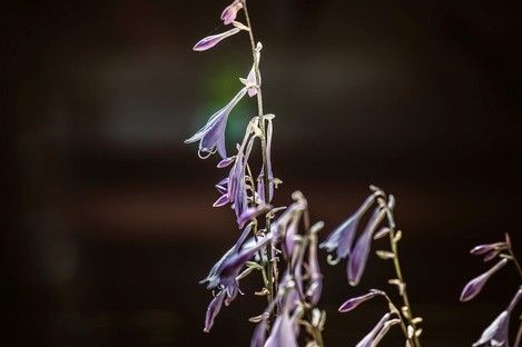 natur-landschaft-makro-insekten-sommer-fotos-fotografie-natalie-schampaul-72.jpg